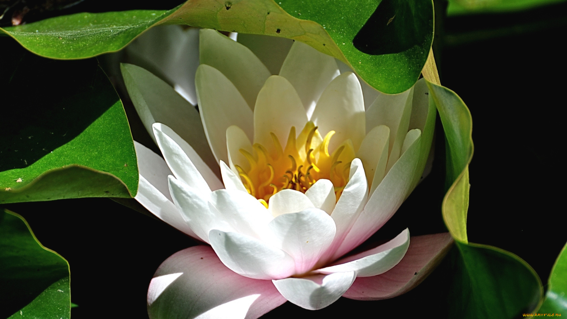 цветы, лилии, водяные, , нимфеи, , кувшинки, макро