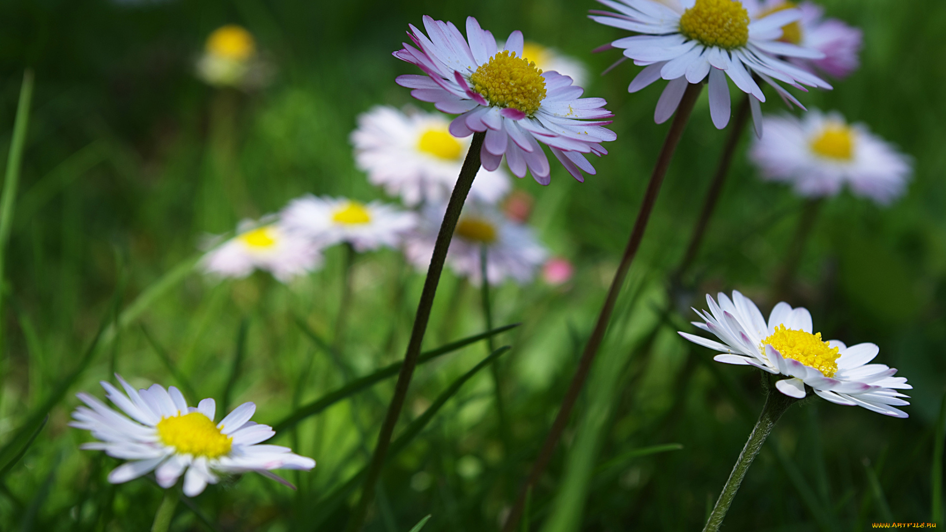 цветы, маргаритки, ромашки, трава