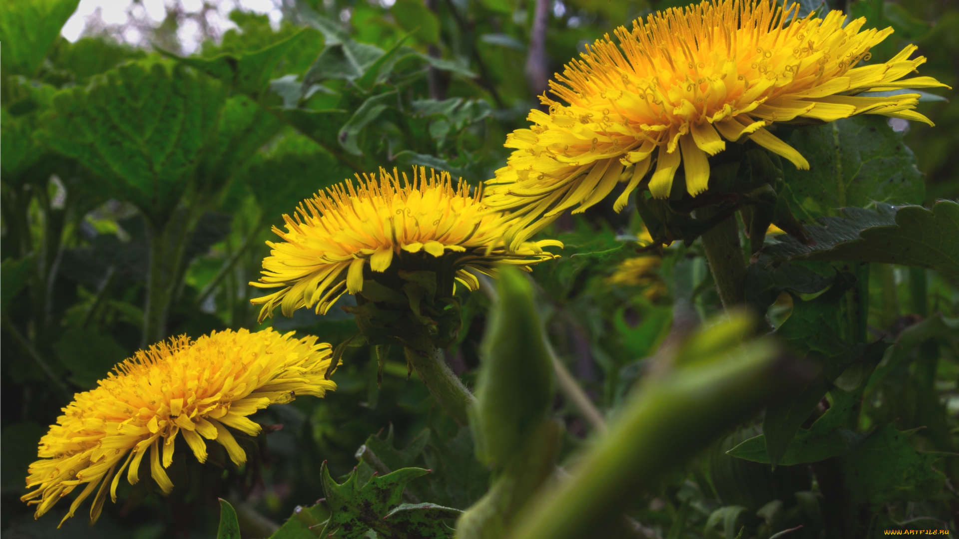 цветы, одуванчики, желтый