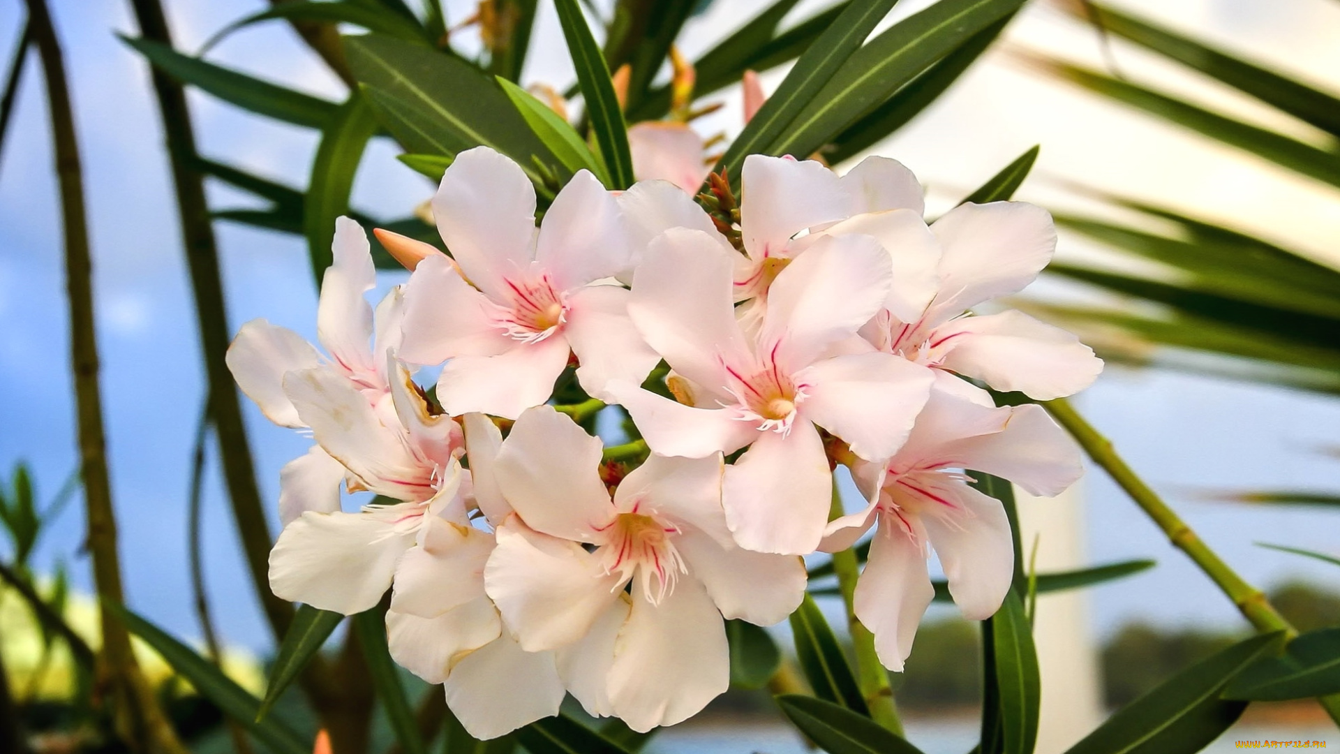 цветы, олеандры, тропики