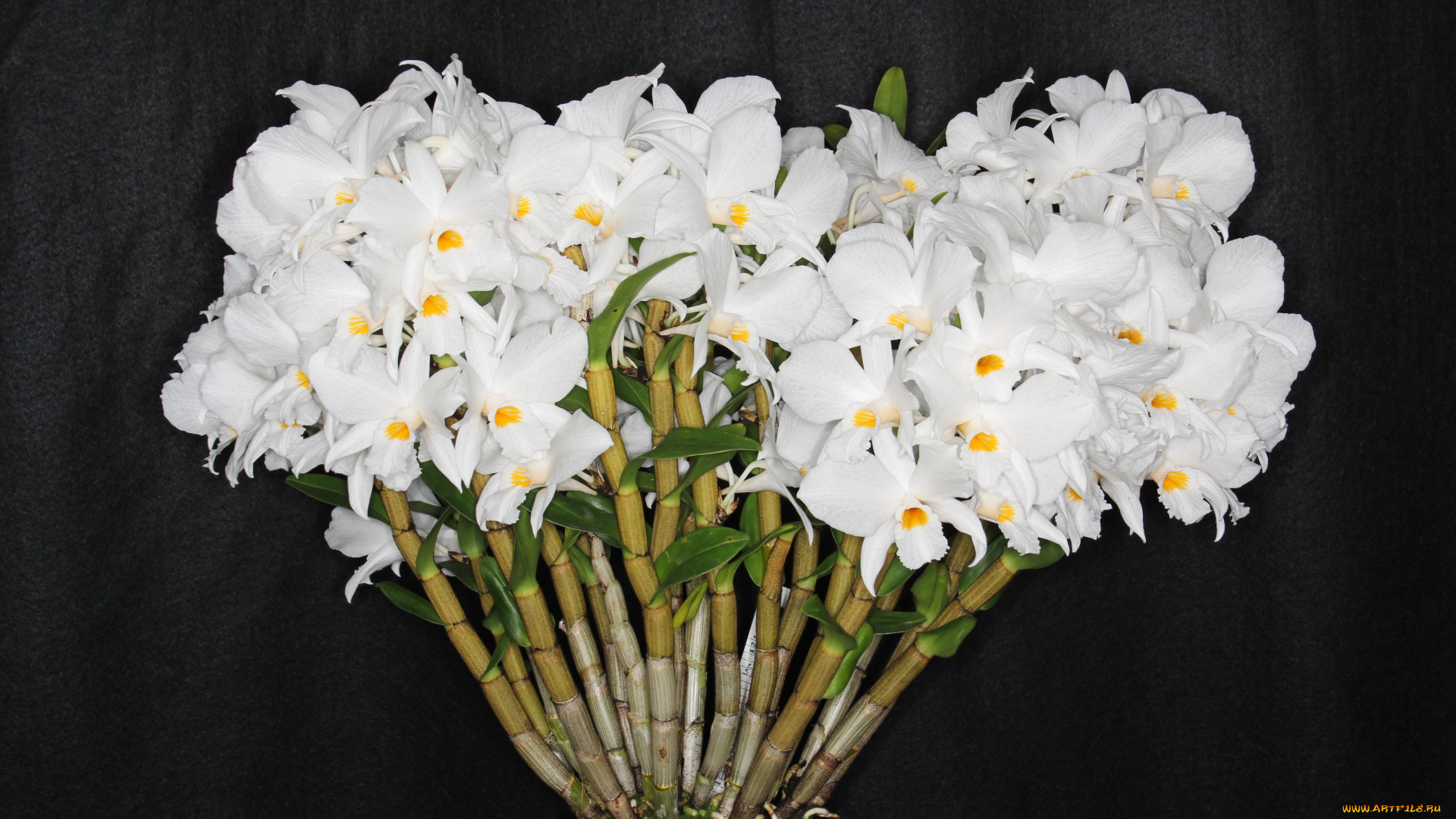 цветы, орхидеи, белые