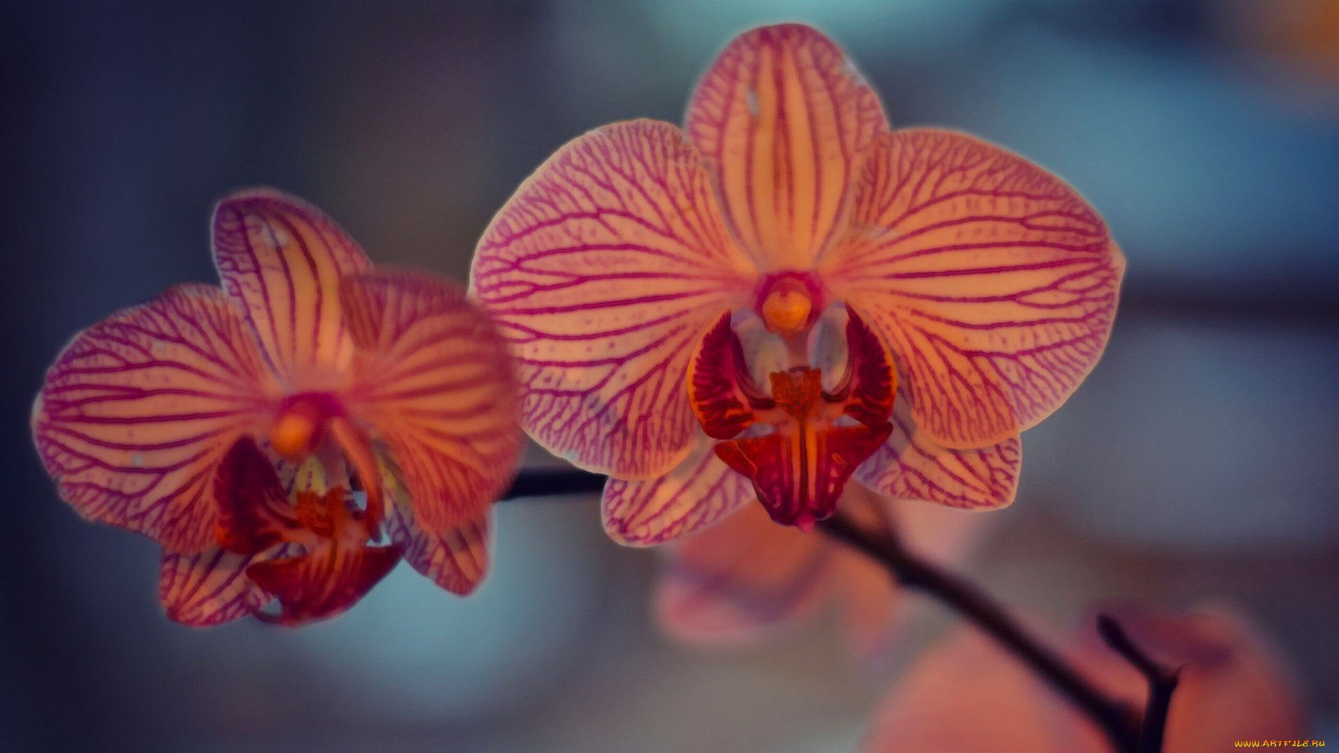цветы, орхидеи, экзотика, орхидея, макро