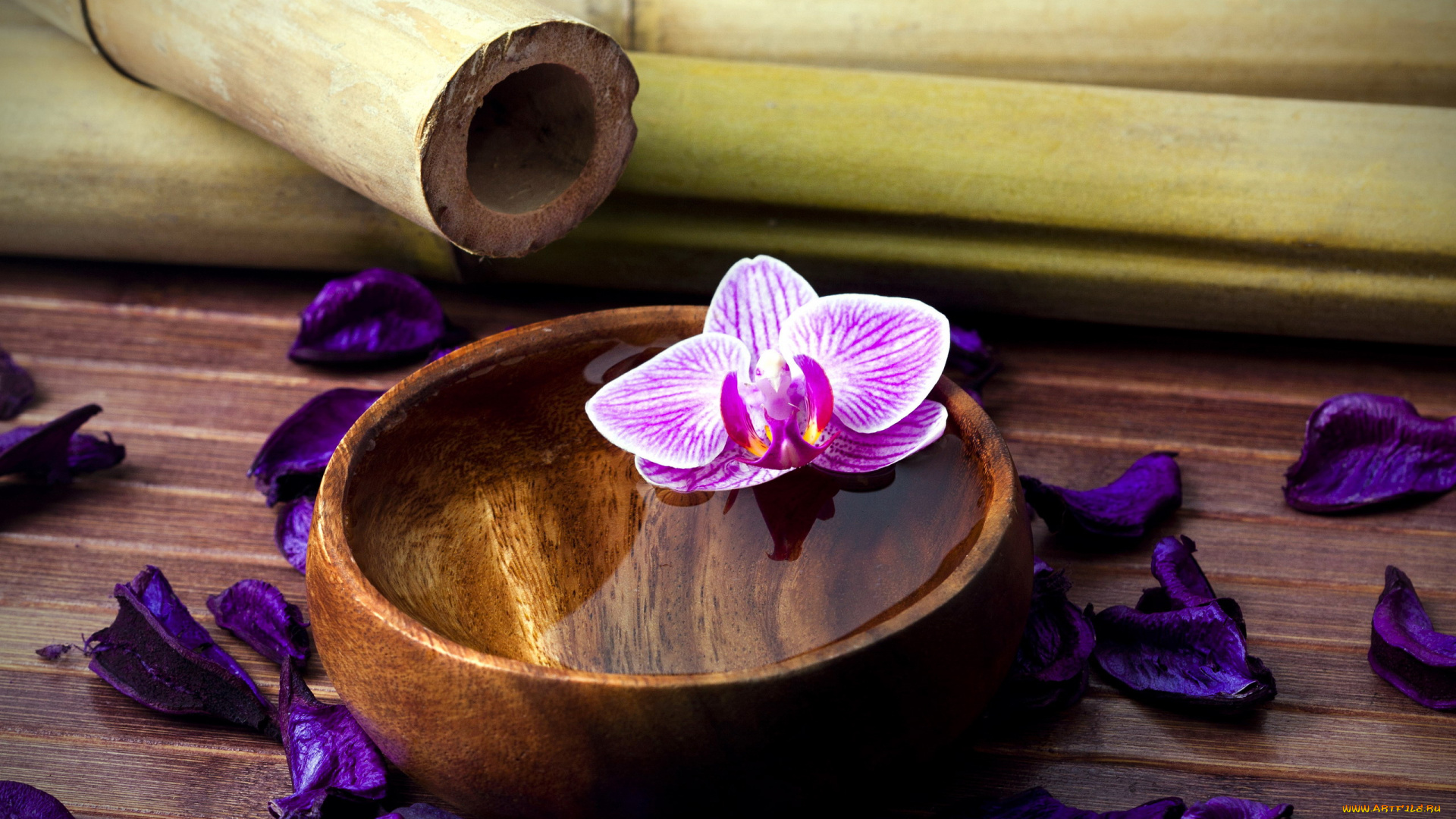 цветы, орхидеи, лепестки