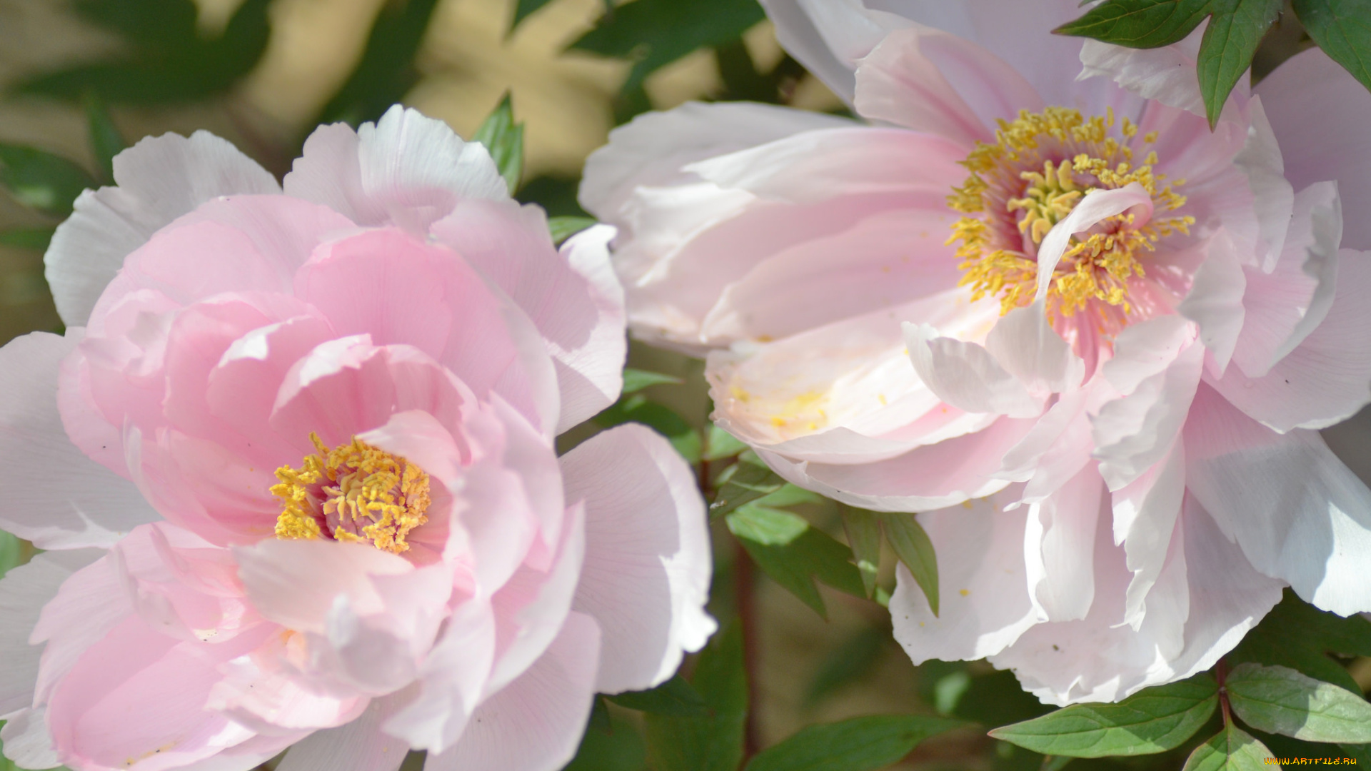 цветы, пионы, пара