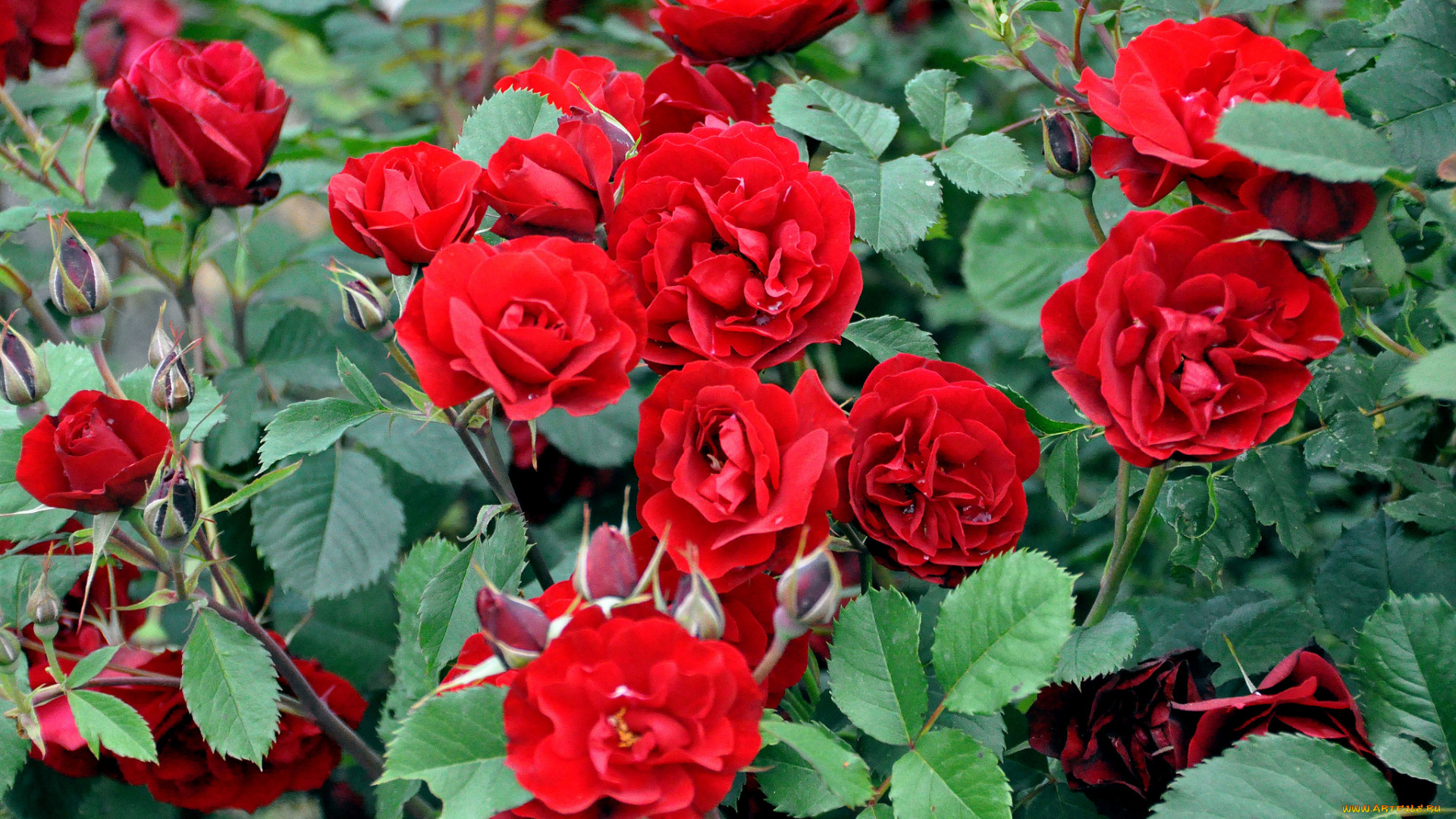 цветы, розы