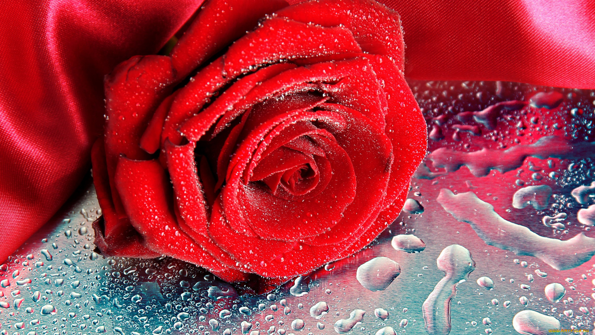 цветы, розы, алый, шелк, капли