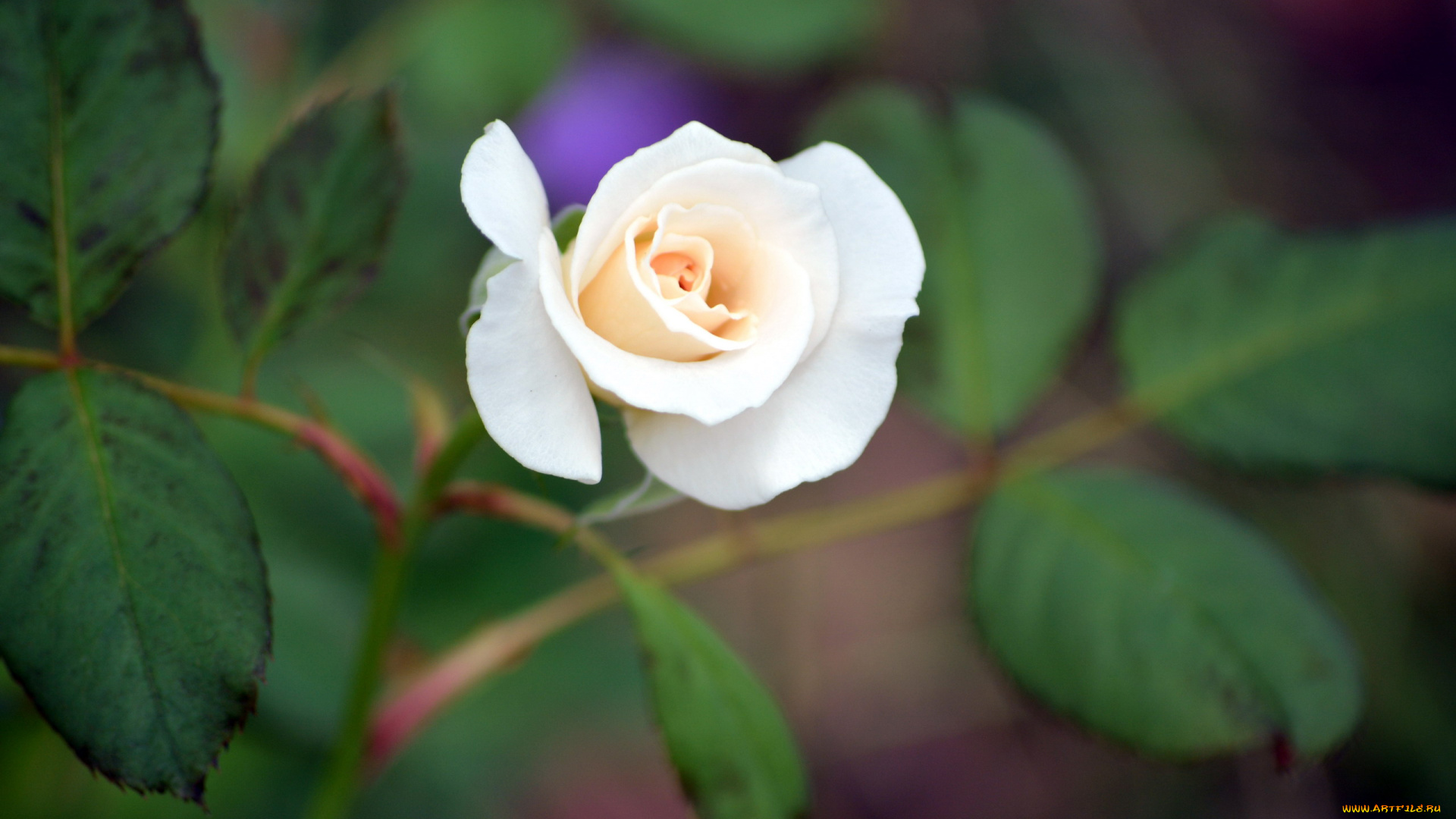 цветы, розы, бутон