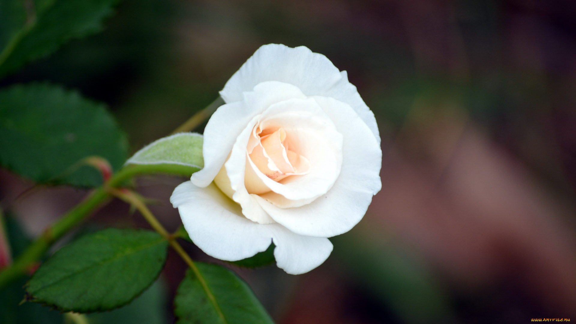 цветы, розы, бутон