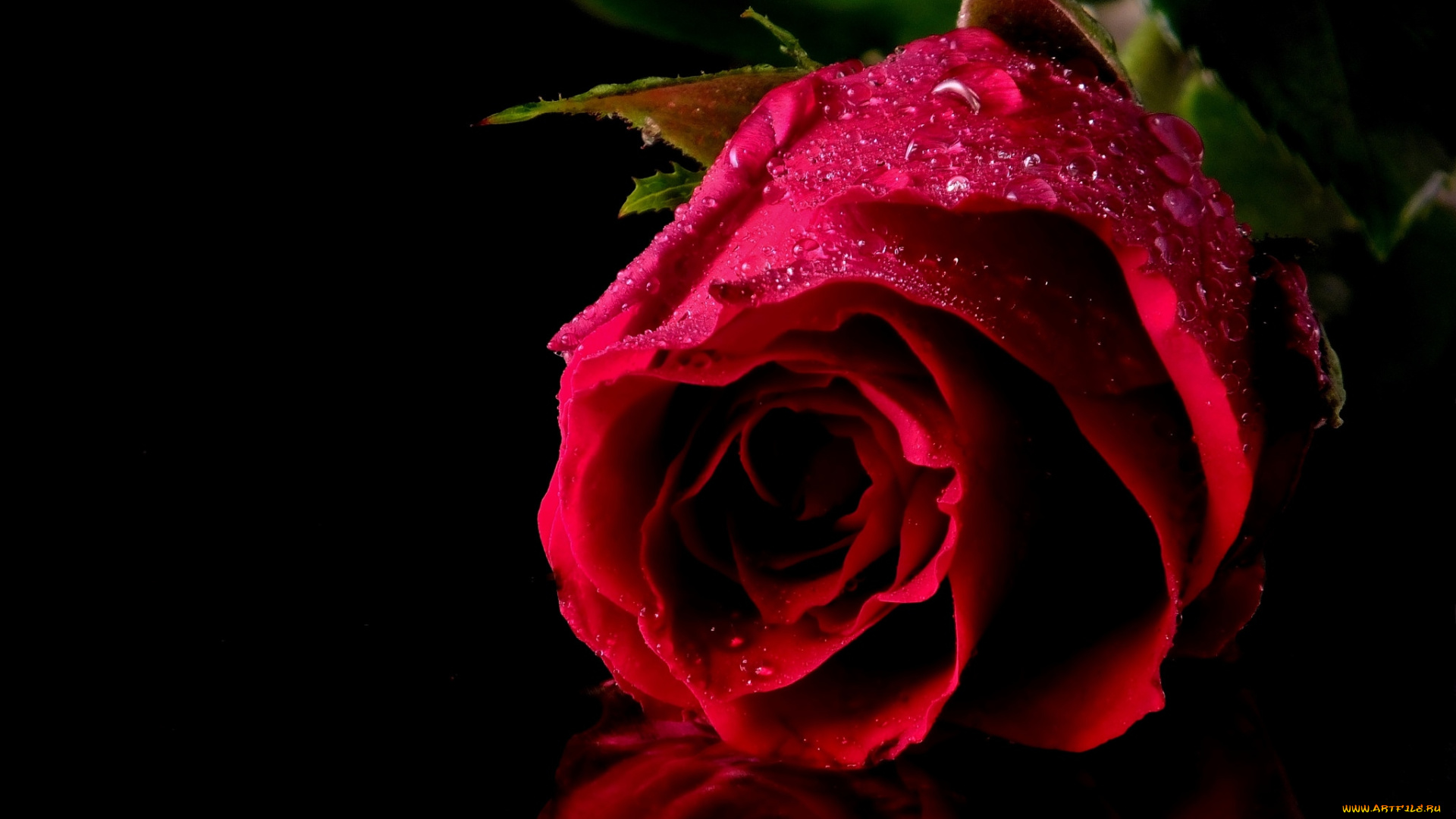 цветы, розы, красный