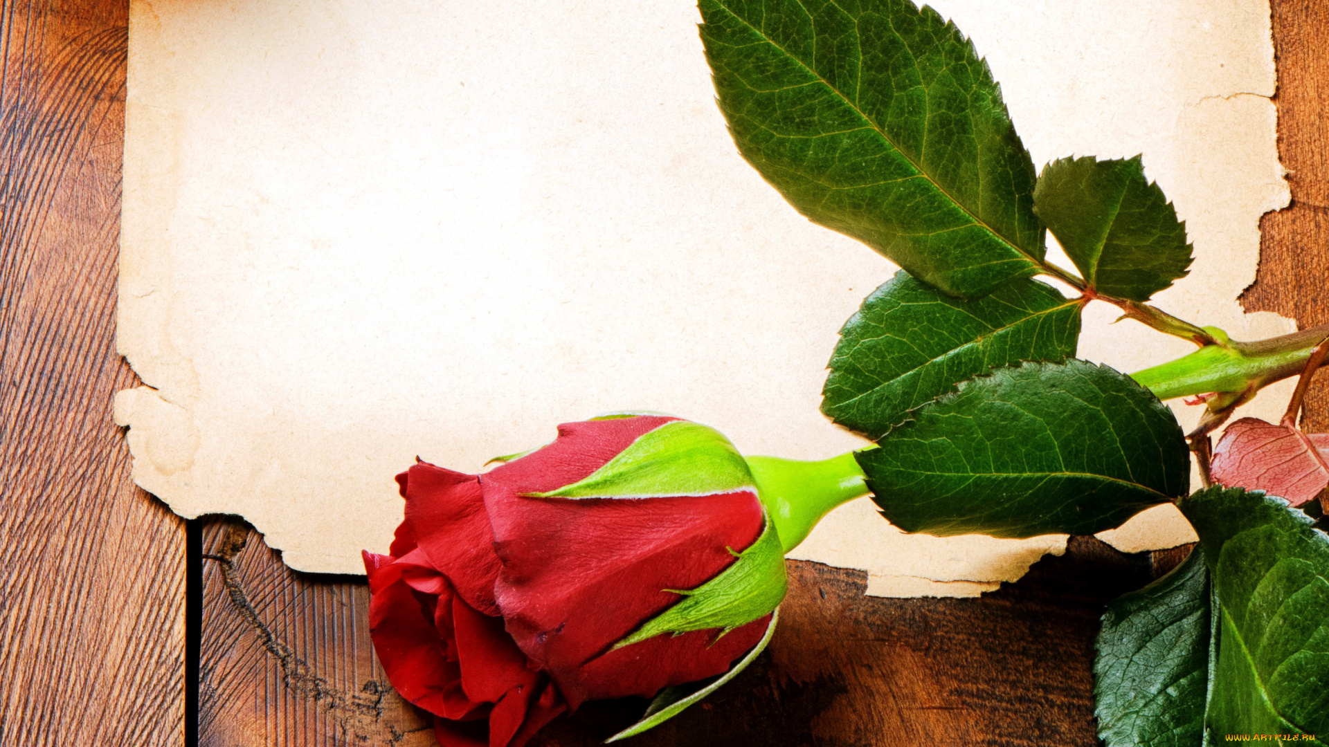 цветы, розы, красный, одиночка