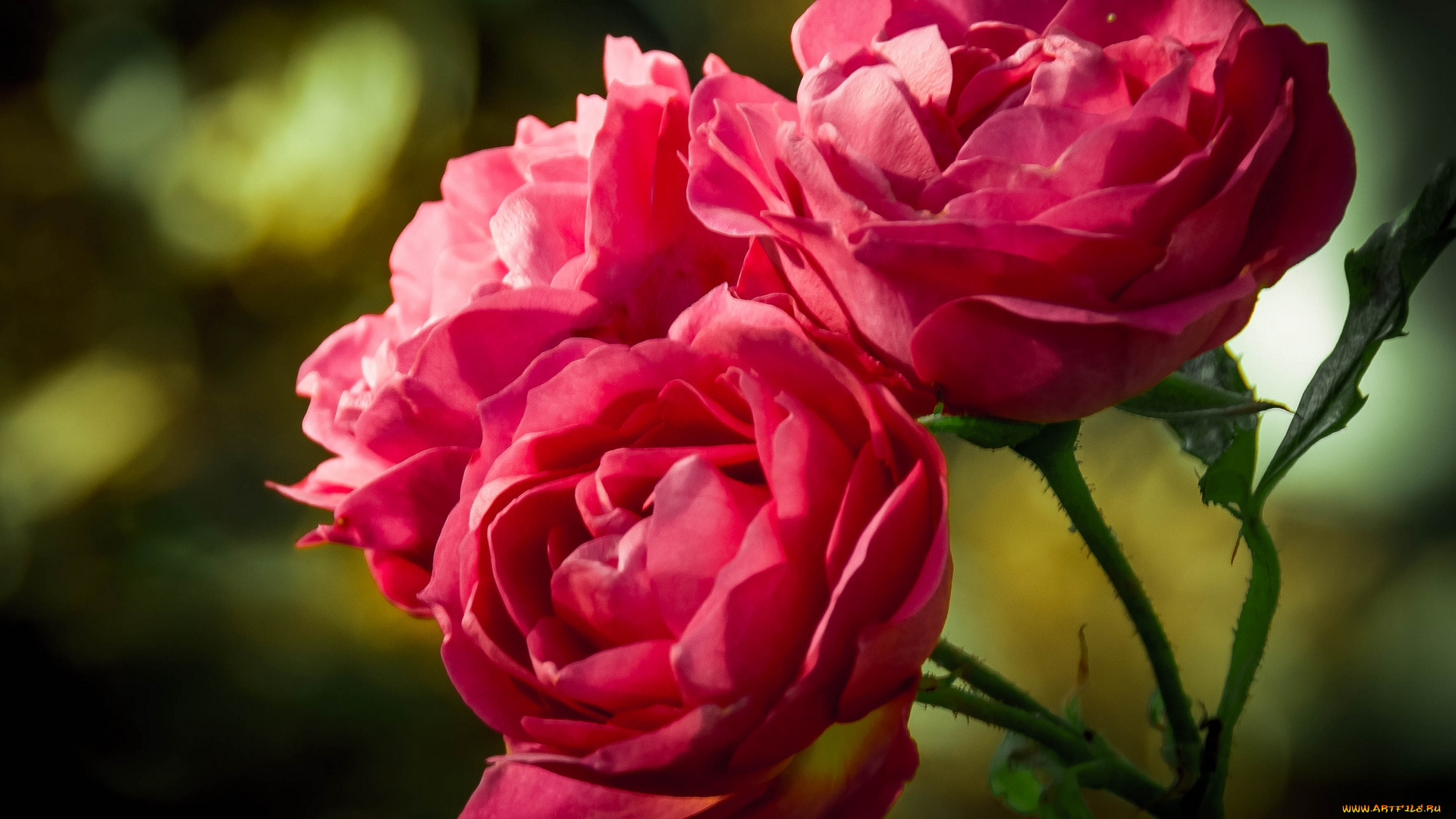 цветы, розы, макро