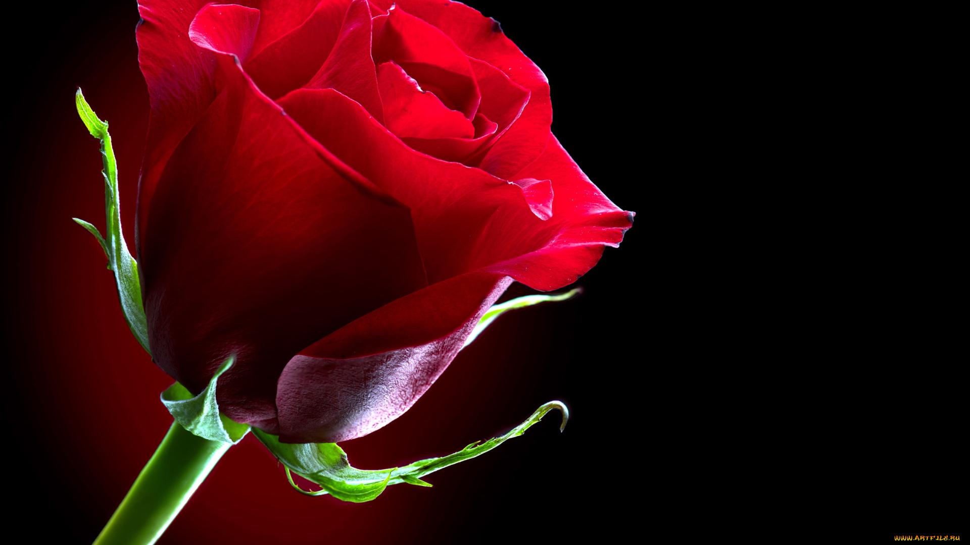 цветы, розы, одиночка, красный