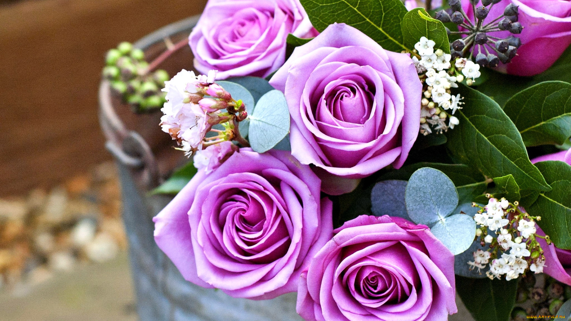 цветы, розы, сиреневый