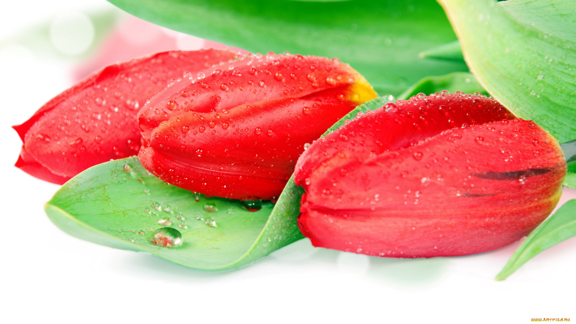 цветы, тюльпаны, капли, бутоны