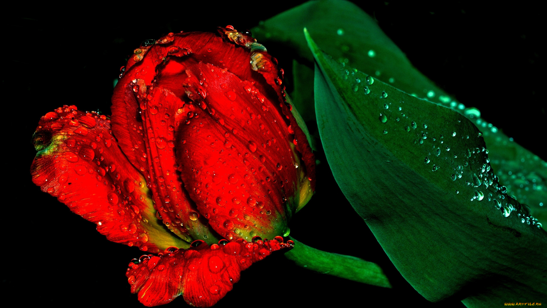 цветы, тюльпаны, красный, тюльпан