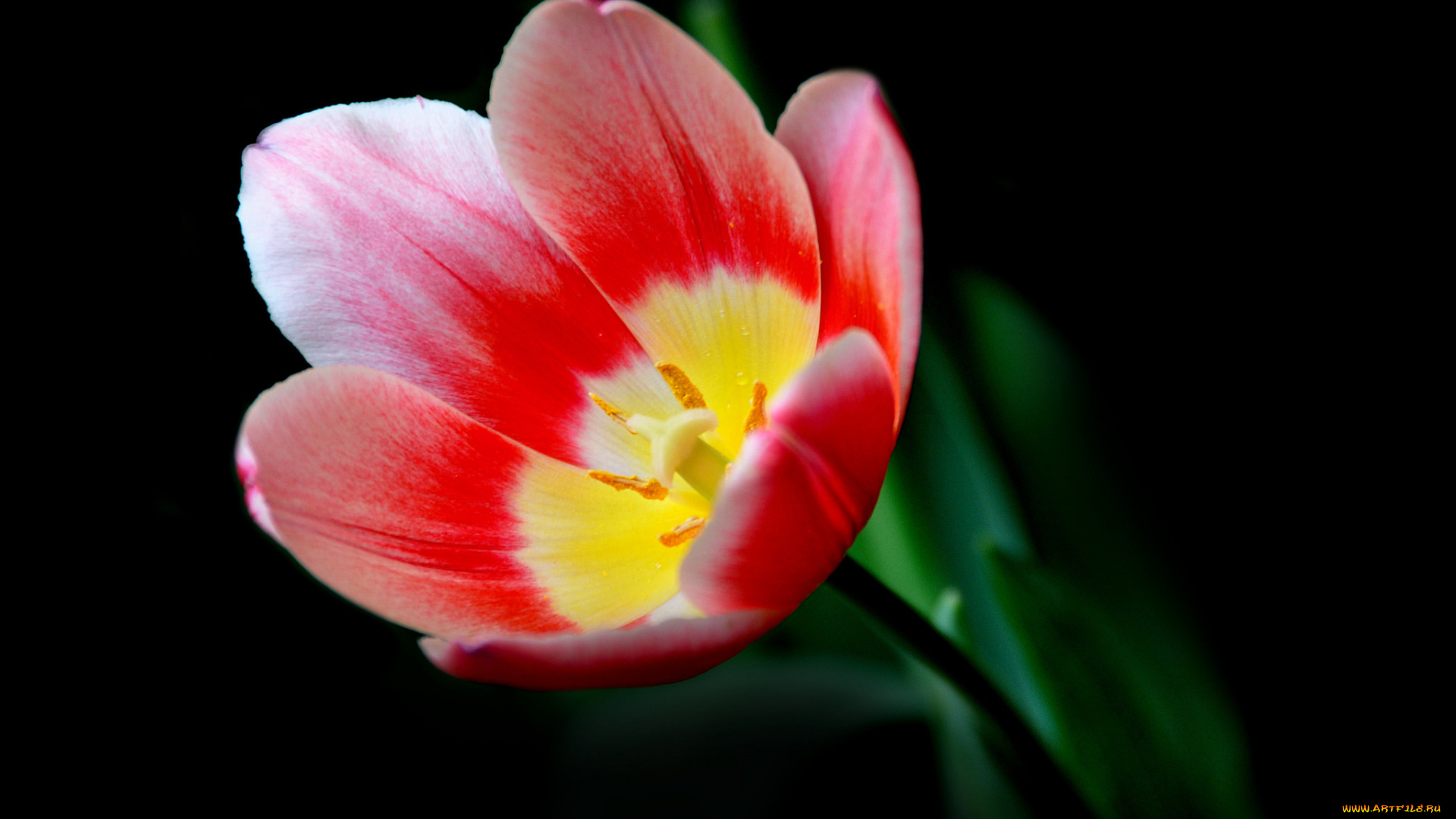 цветы, тюльпаны, макро