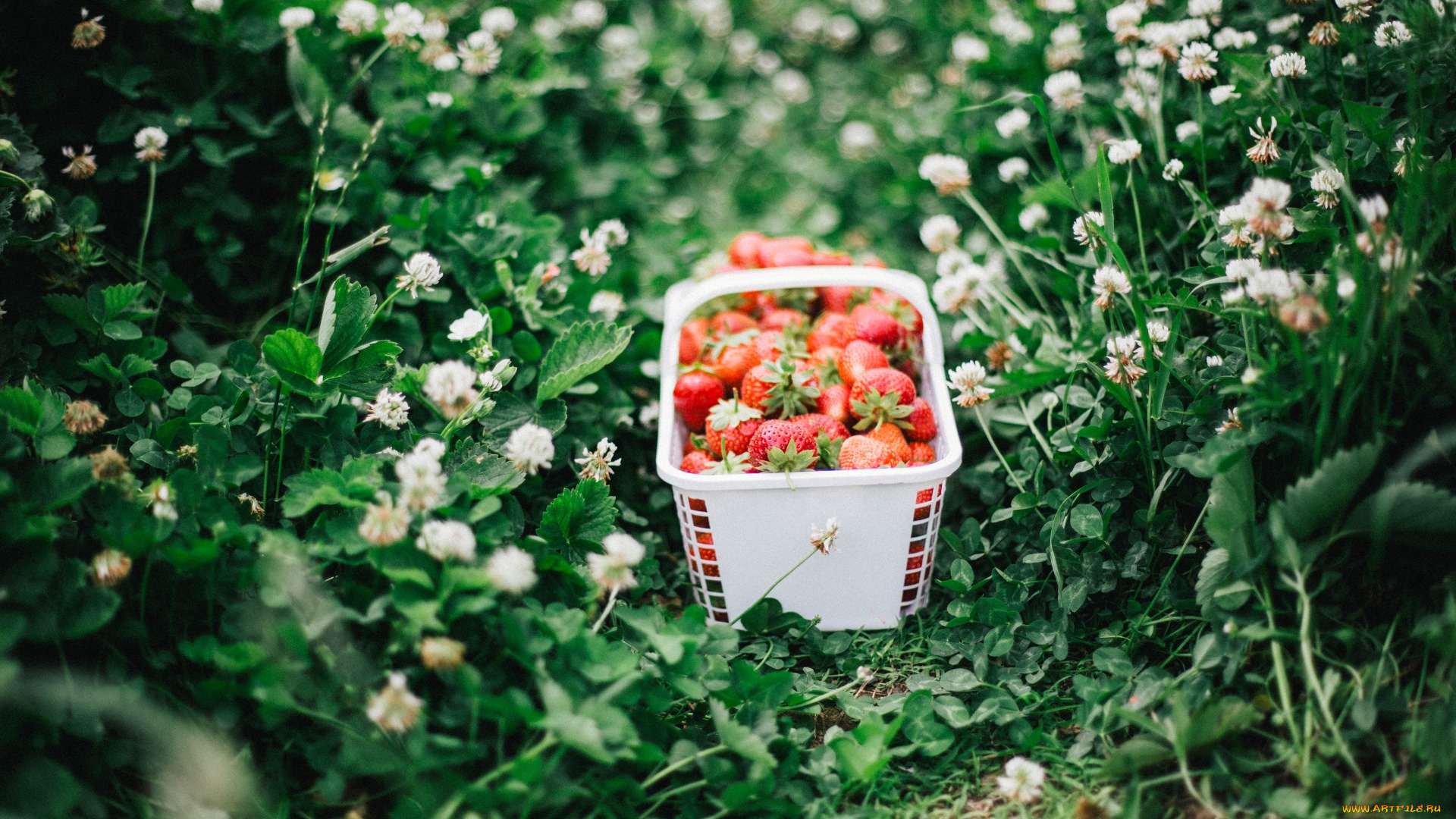 еда, клубника, , земляника, трава, цветы, лукошко