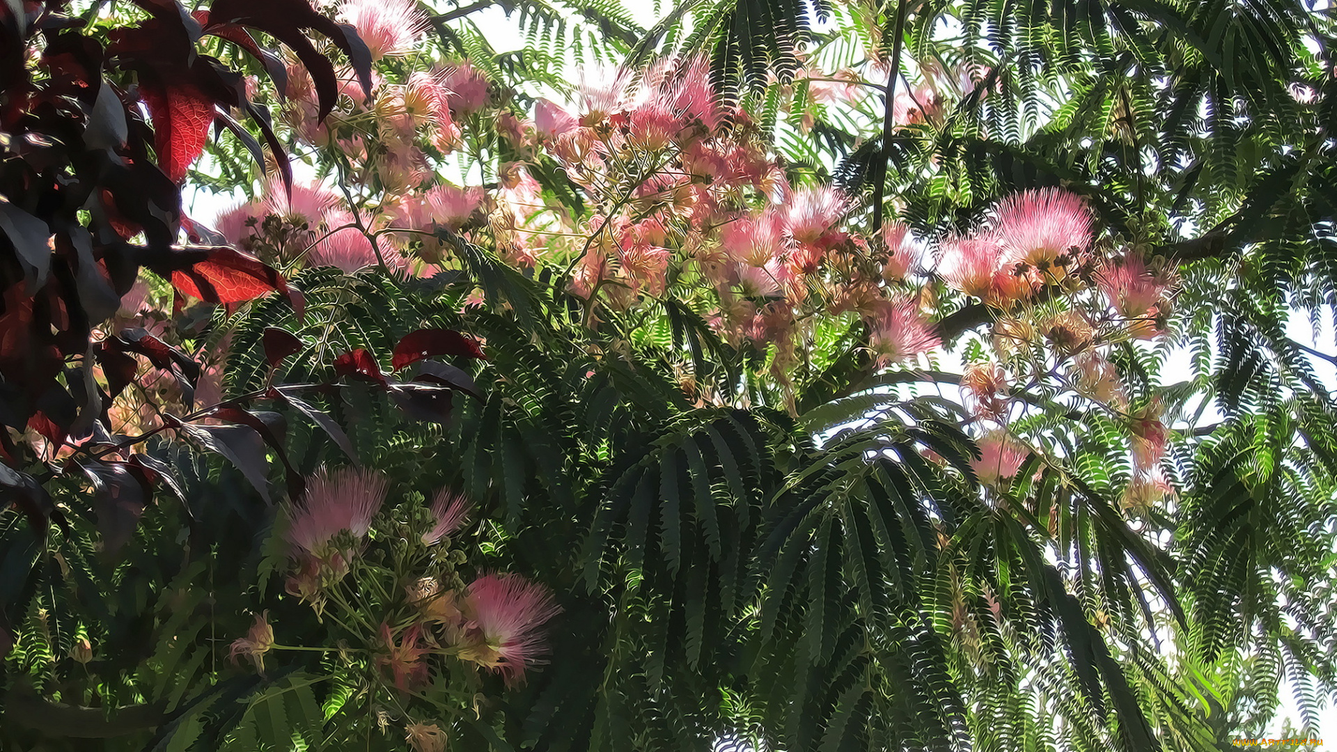 разное, компьютерный, дизайн, цветы, дерево