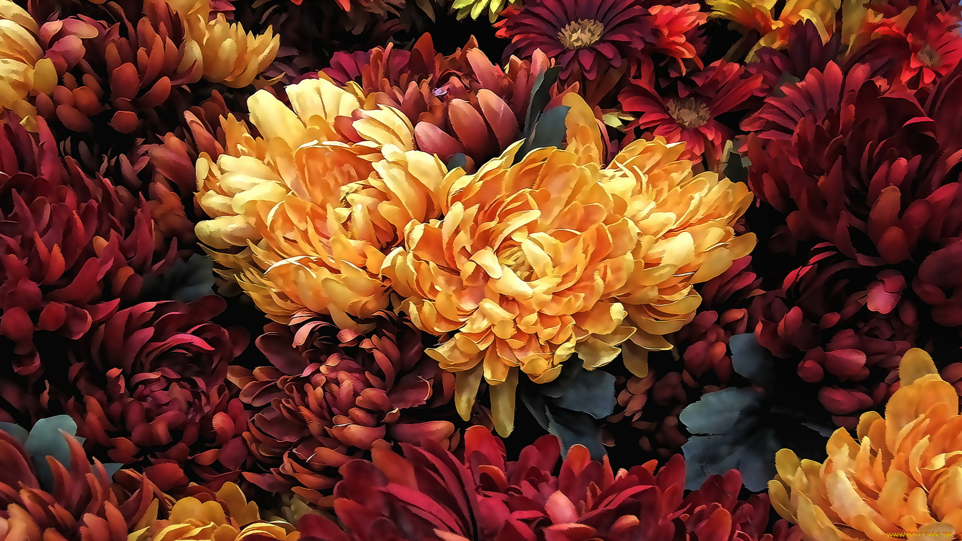 разное, компьютерный, дизайн, хризантемы, цветы