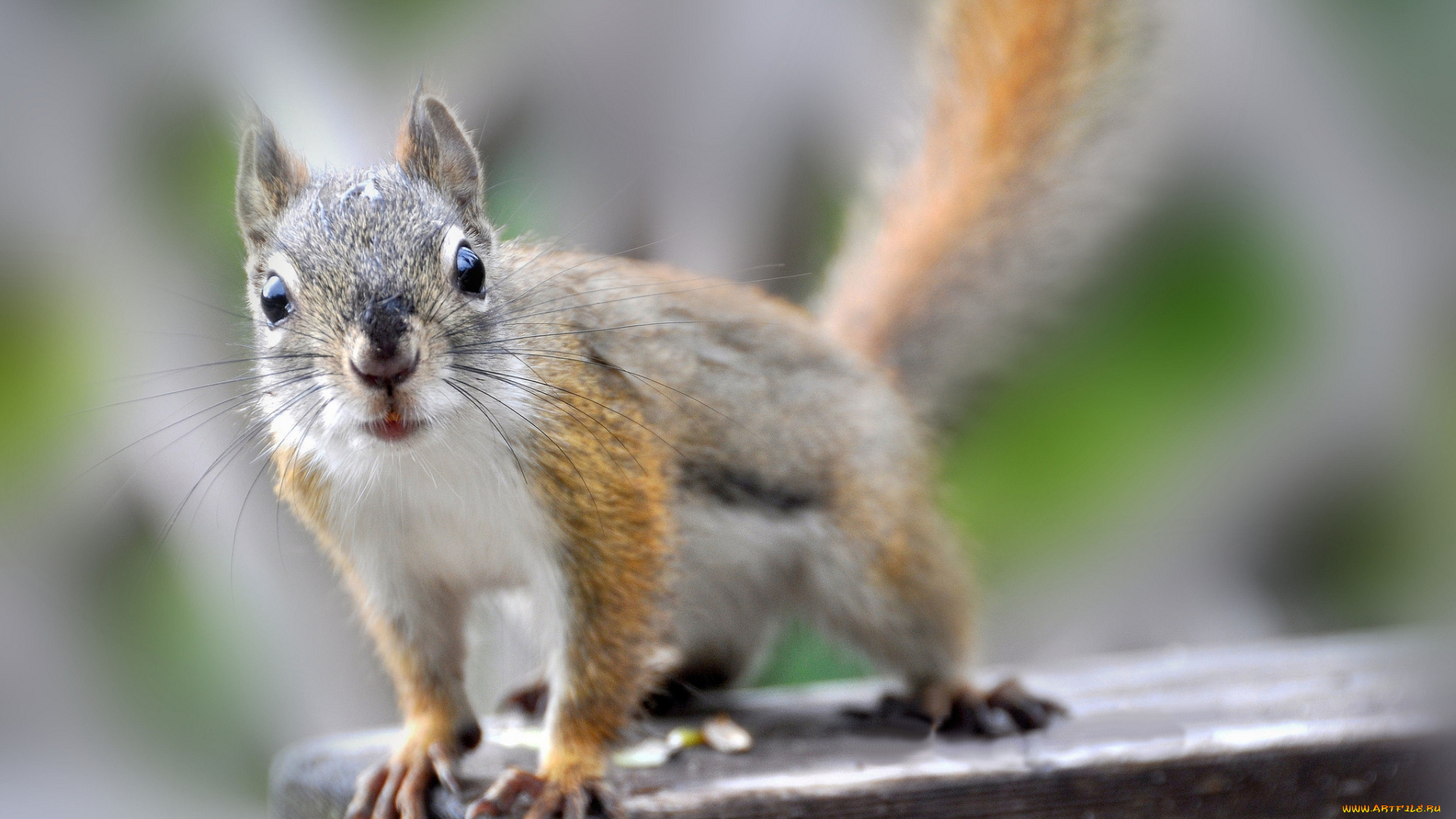животные, белки, доска, белка