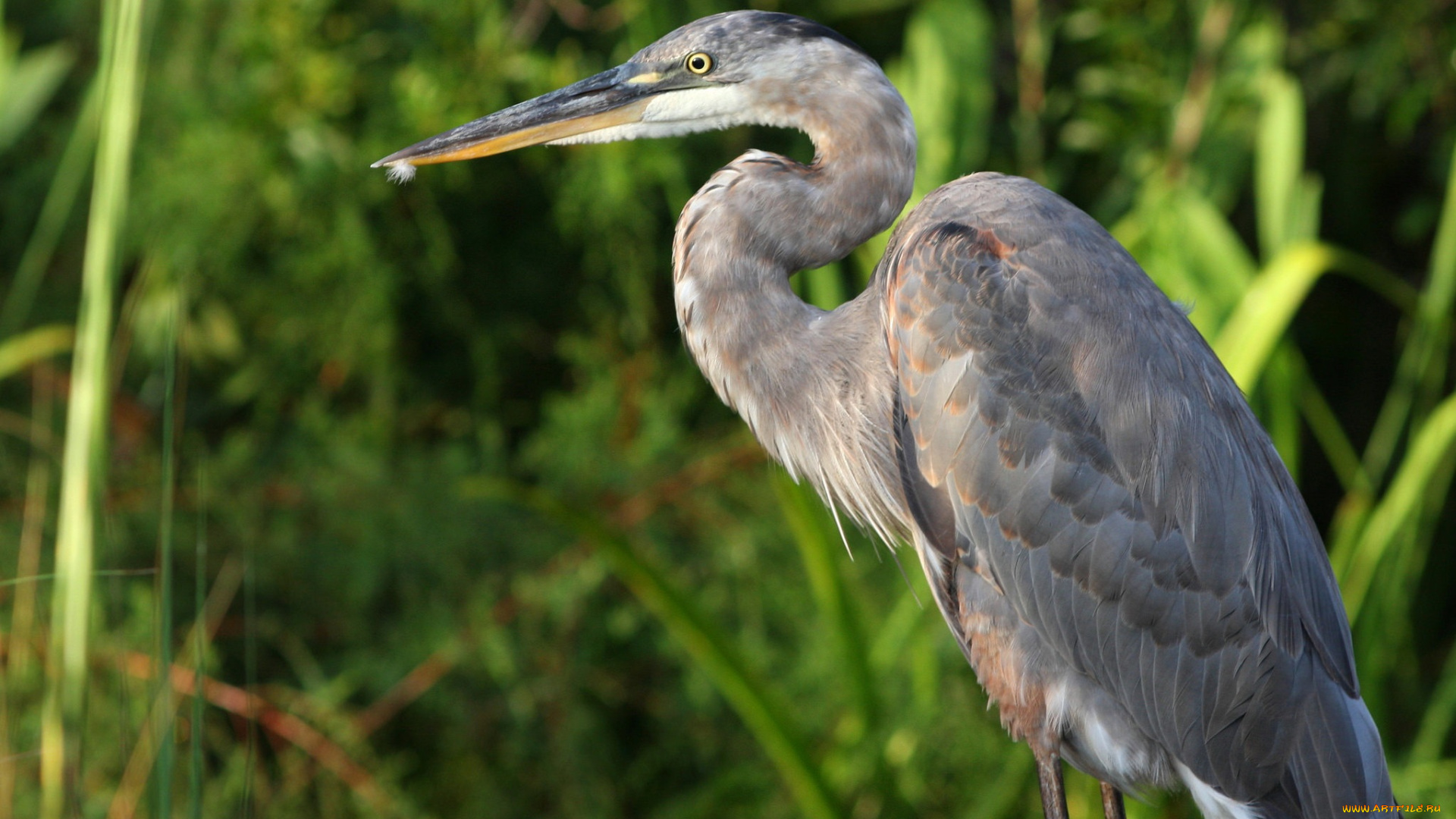 животные, цапли, серая, цапля