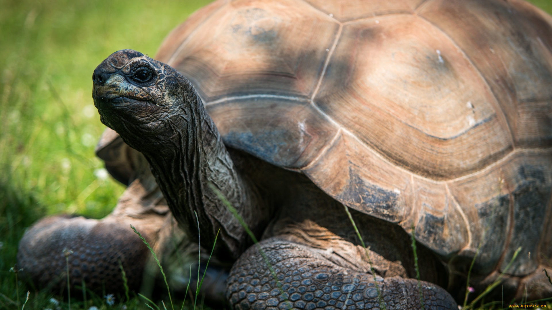 животные, Черепахи, трава, черепаха