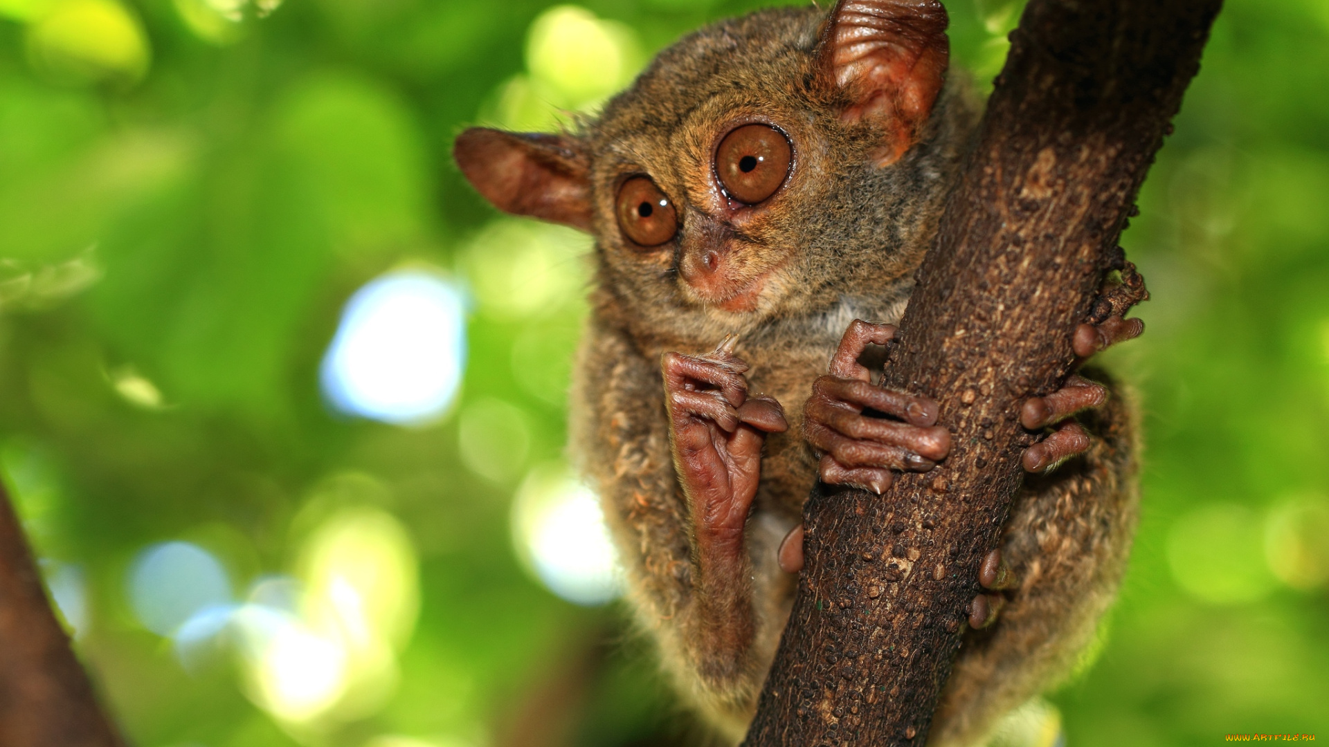 животные, долгопяты, чудик