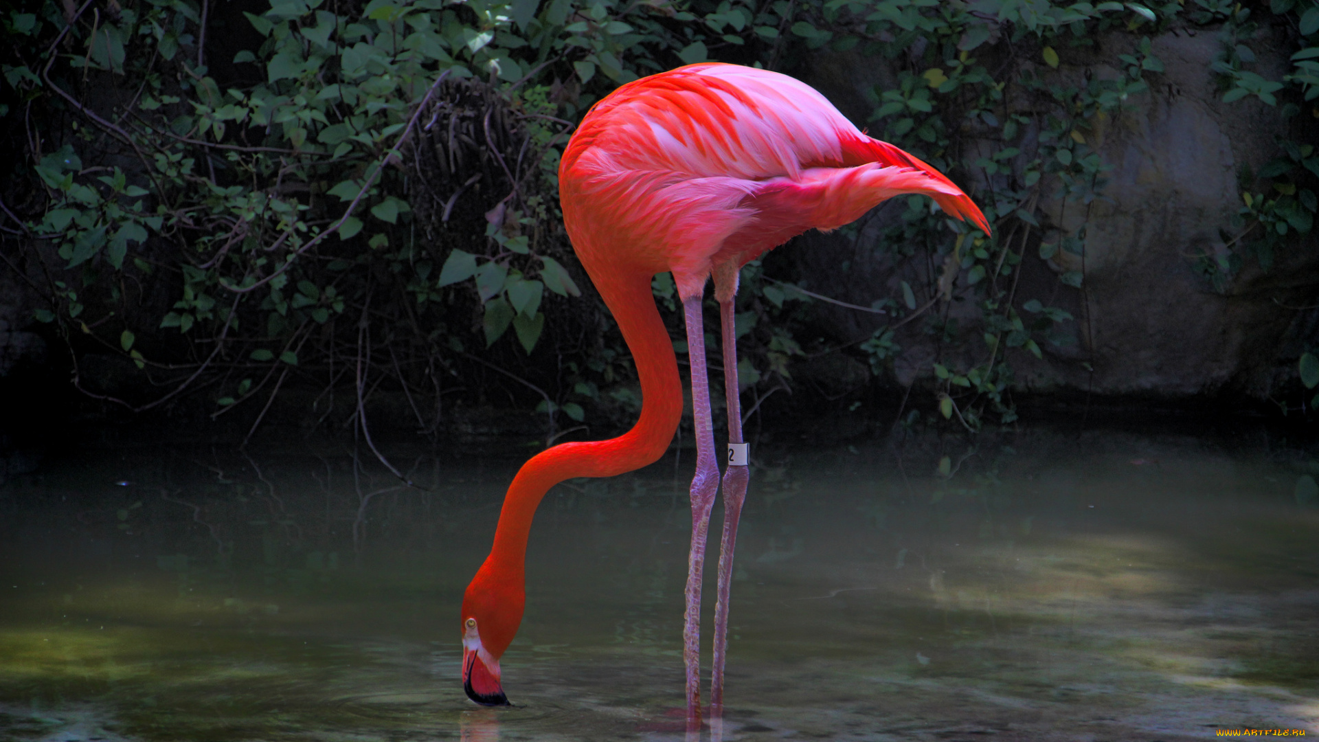 животные, фламинго, розовый