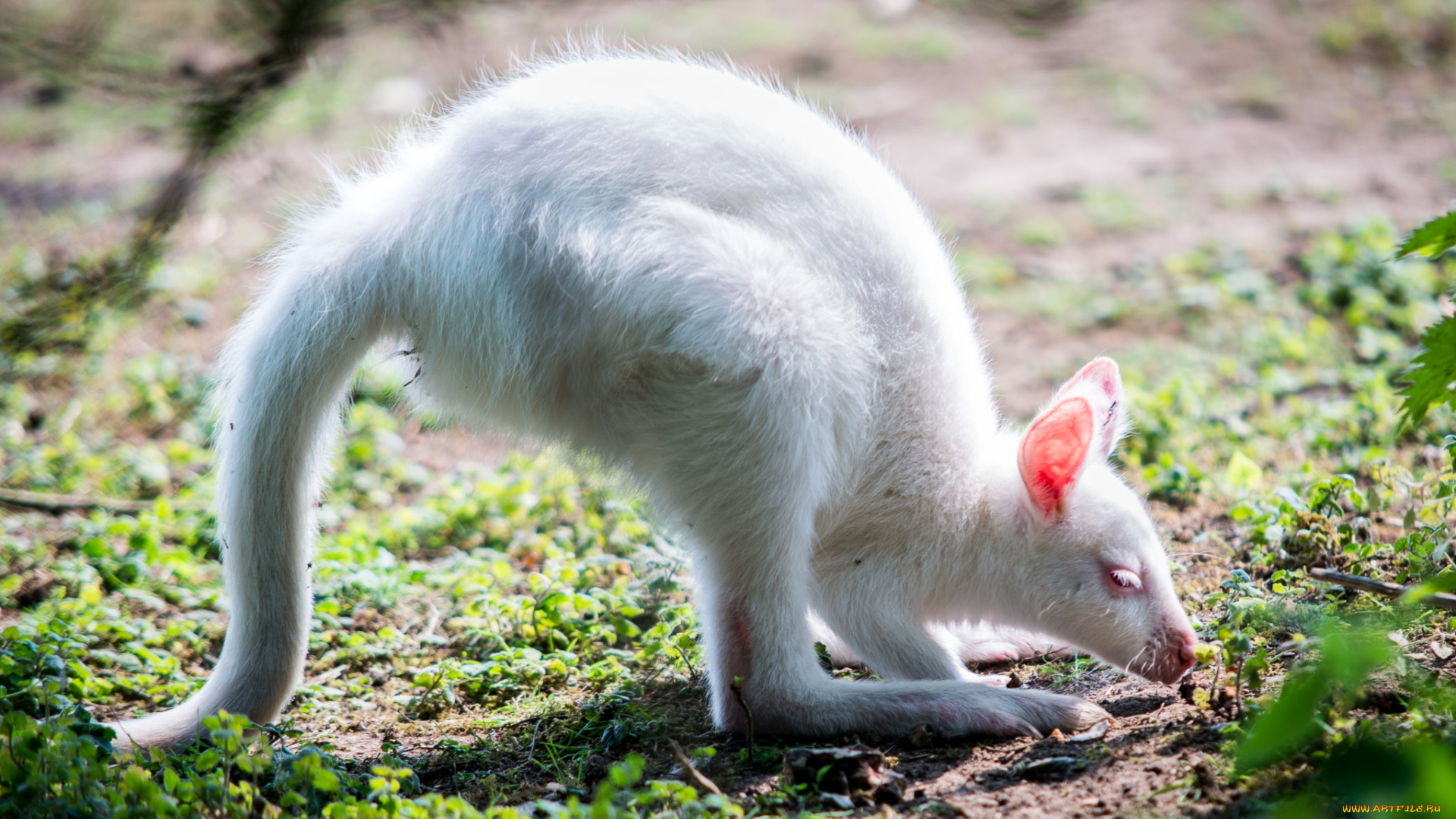 животные, кенгуру, маленький, трава