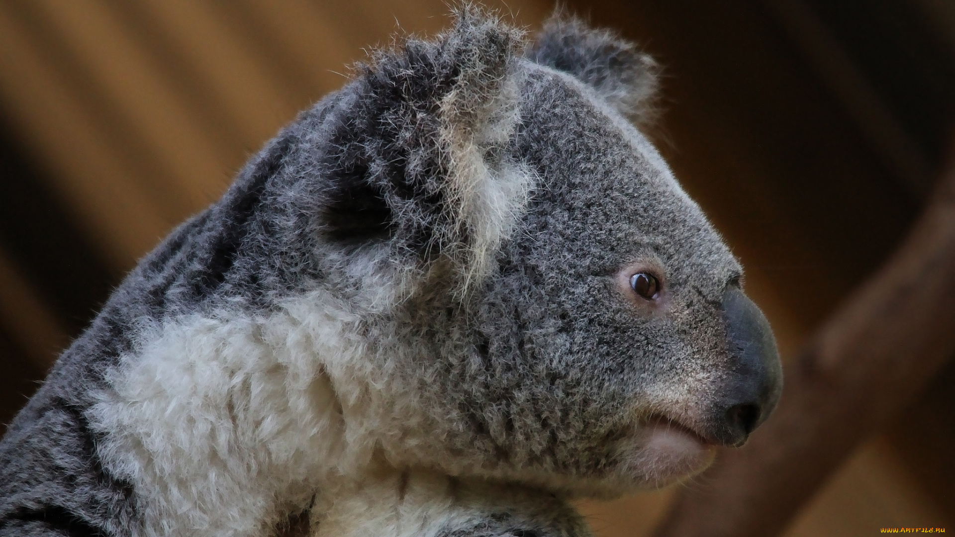 животные, коалы, мордашка, коала