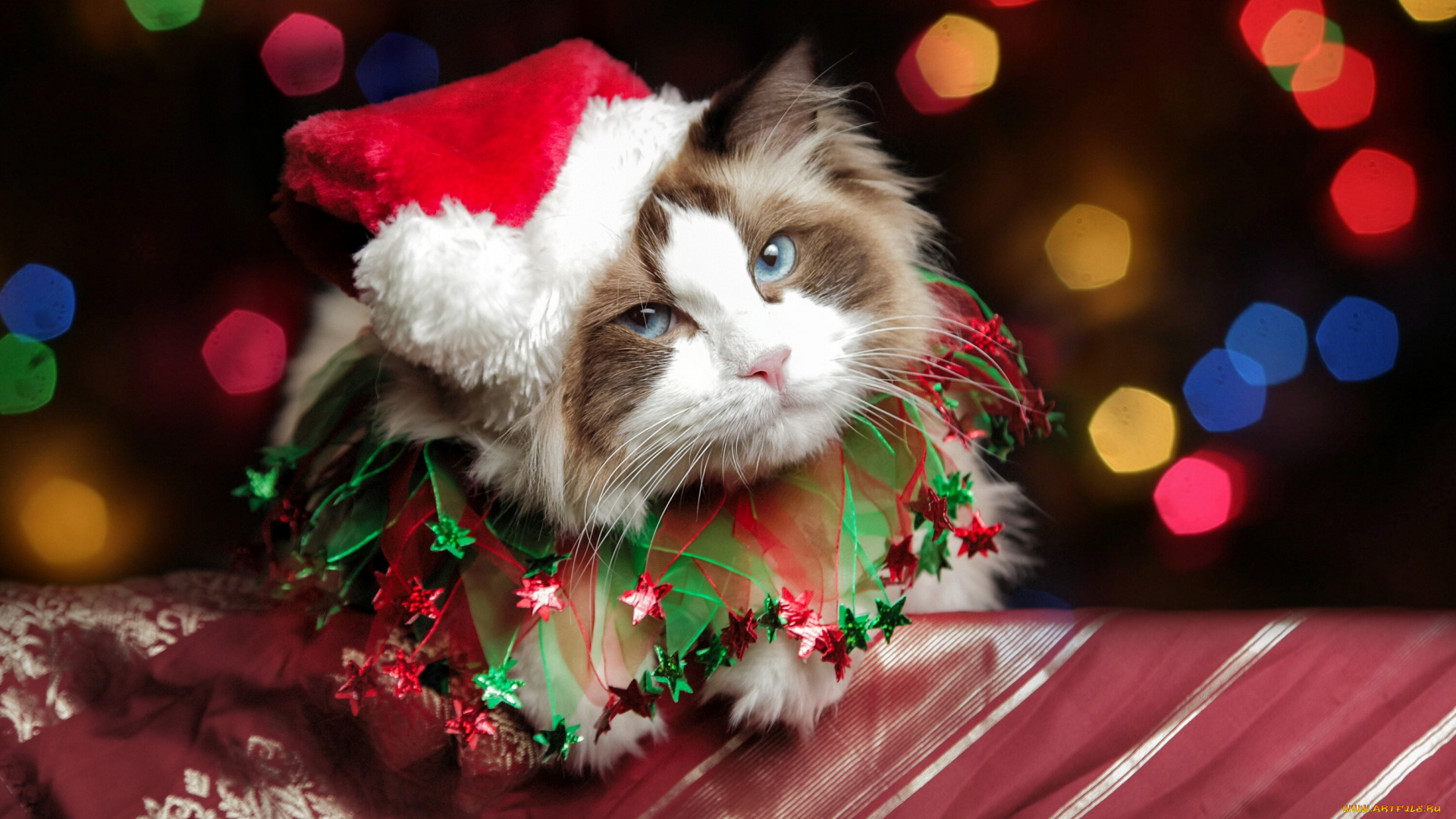 животные, коты, колпак, кошка, костюм, кот, блики