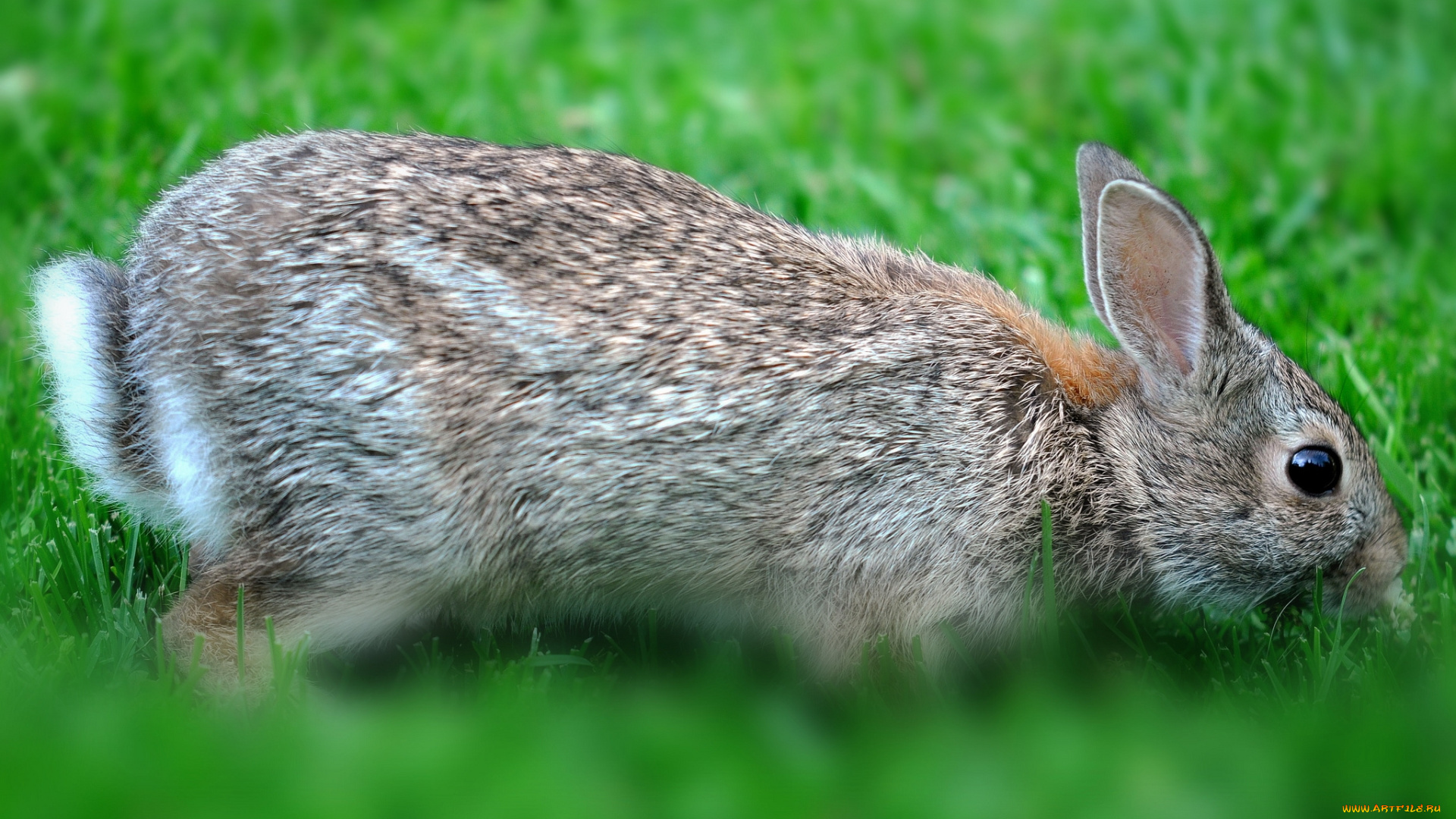 животные, кролики, , зайцы, трава, кролик
