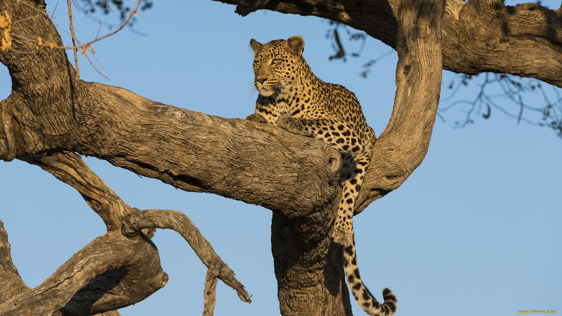 животные, леопарды, кошка, дерево