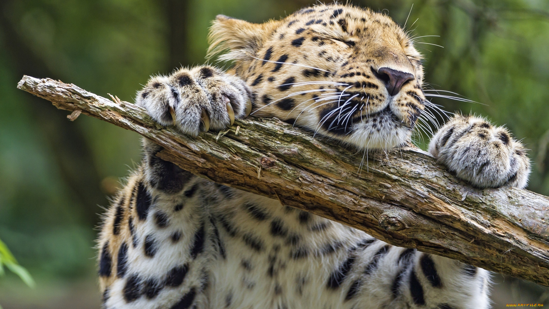 животные, леопарды, кошка, игра, бревно, лапы, морда