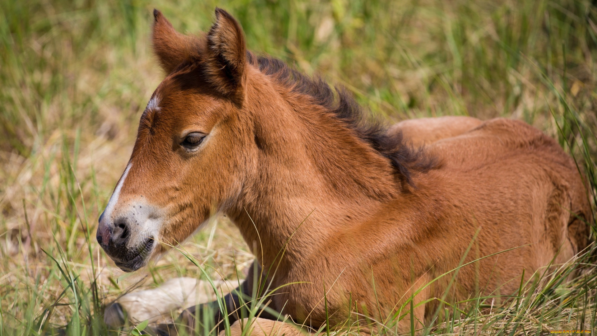 животные, лошади, лежит, трава, детеныш, жеребенок, отдых