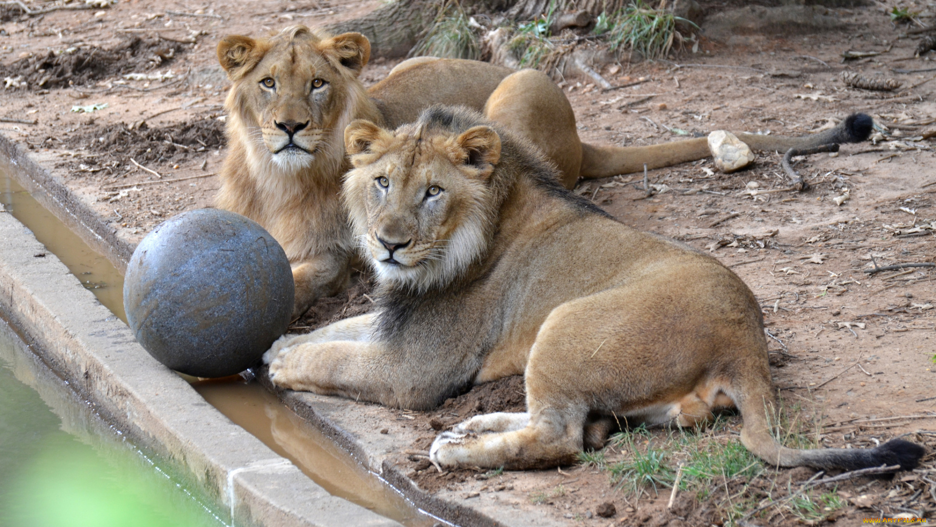 животные, львы, бассейн