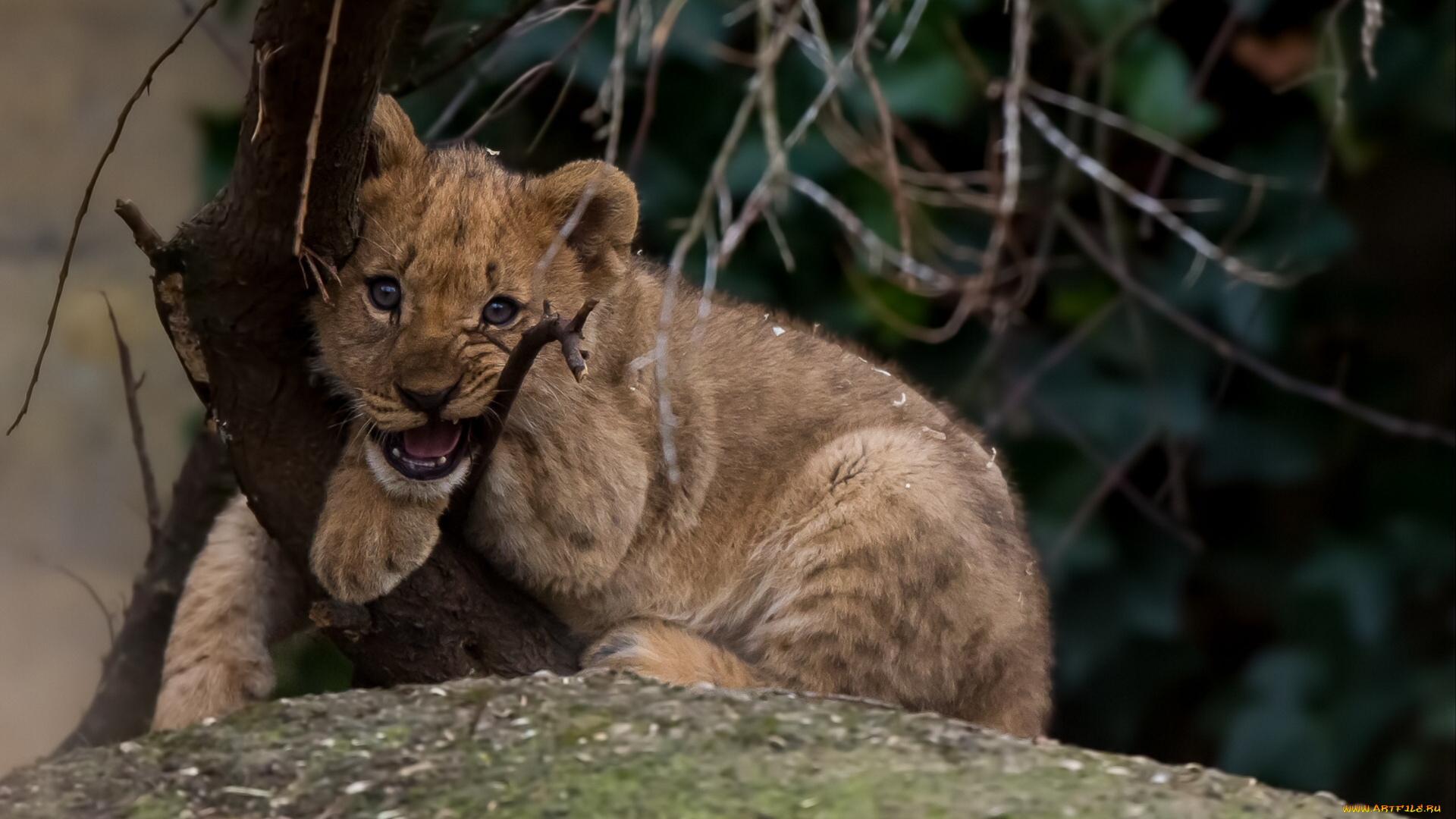 животные, львы, малыш, львёнок, котёнок