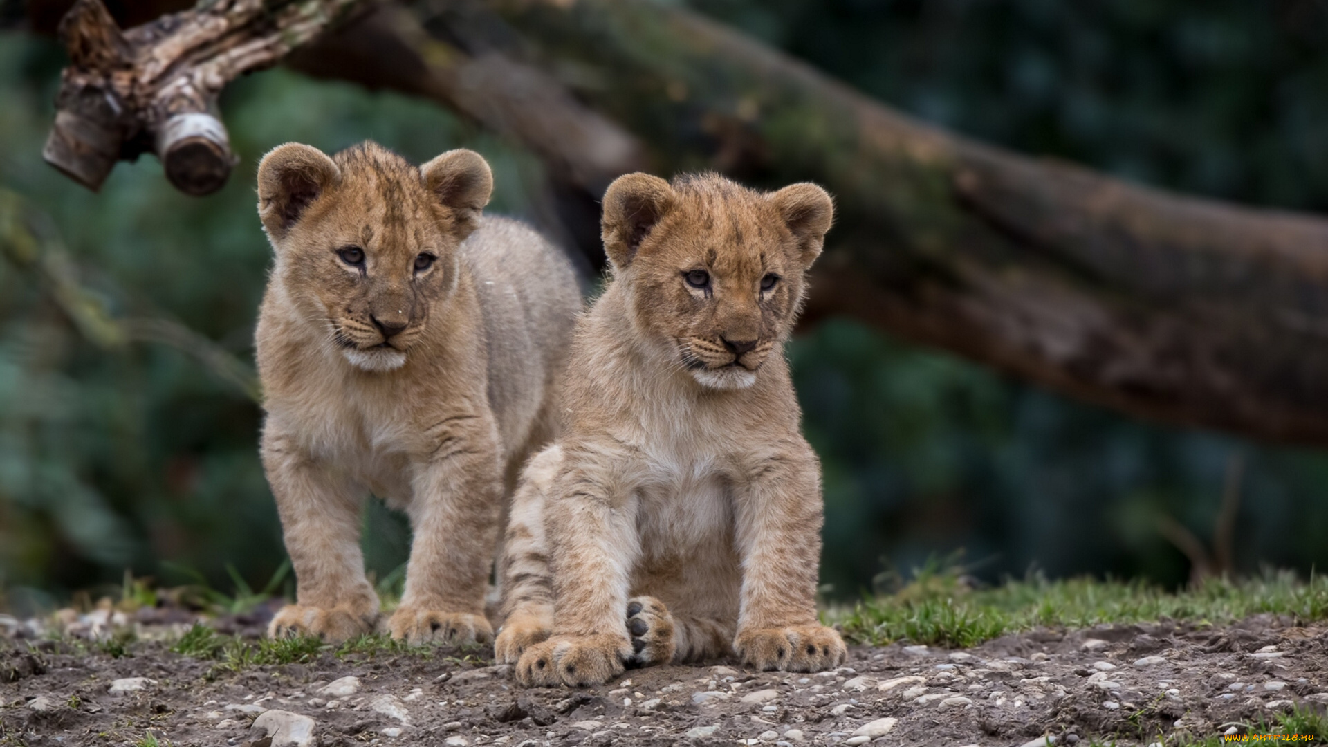 животные, львы, малыши, котята, львята