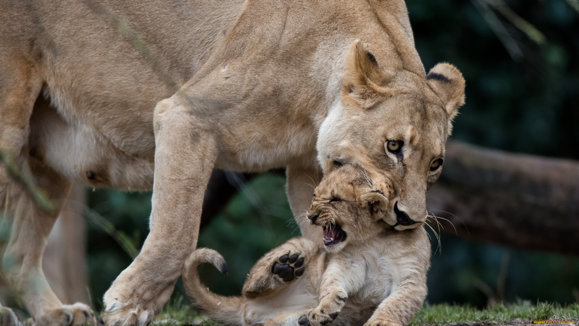 животные, львы, воспитание, малыш, котёнок, львёнок, львица