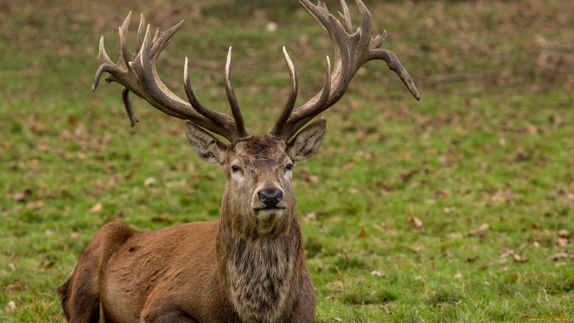 животные, олени, осень, лес, красавец, лежит, рога