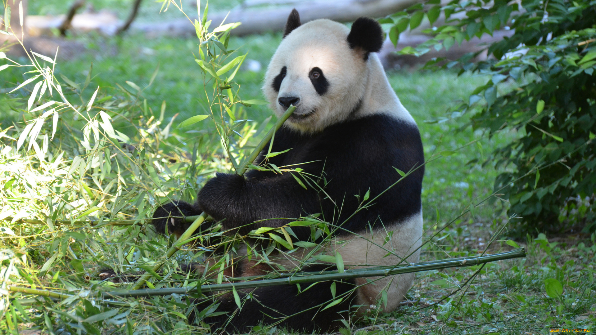 животные, панды, медвежонок, панда