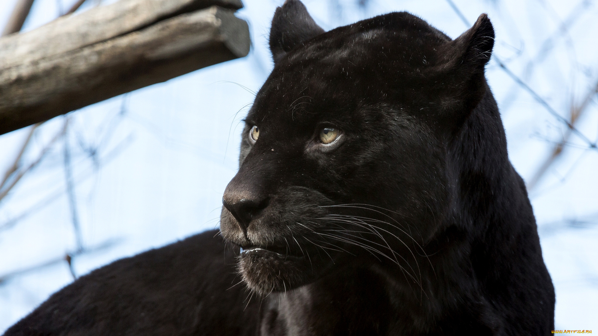 животные, пантеры, портрет