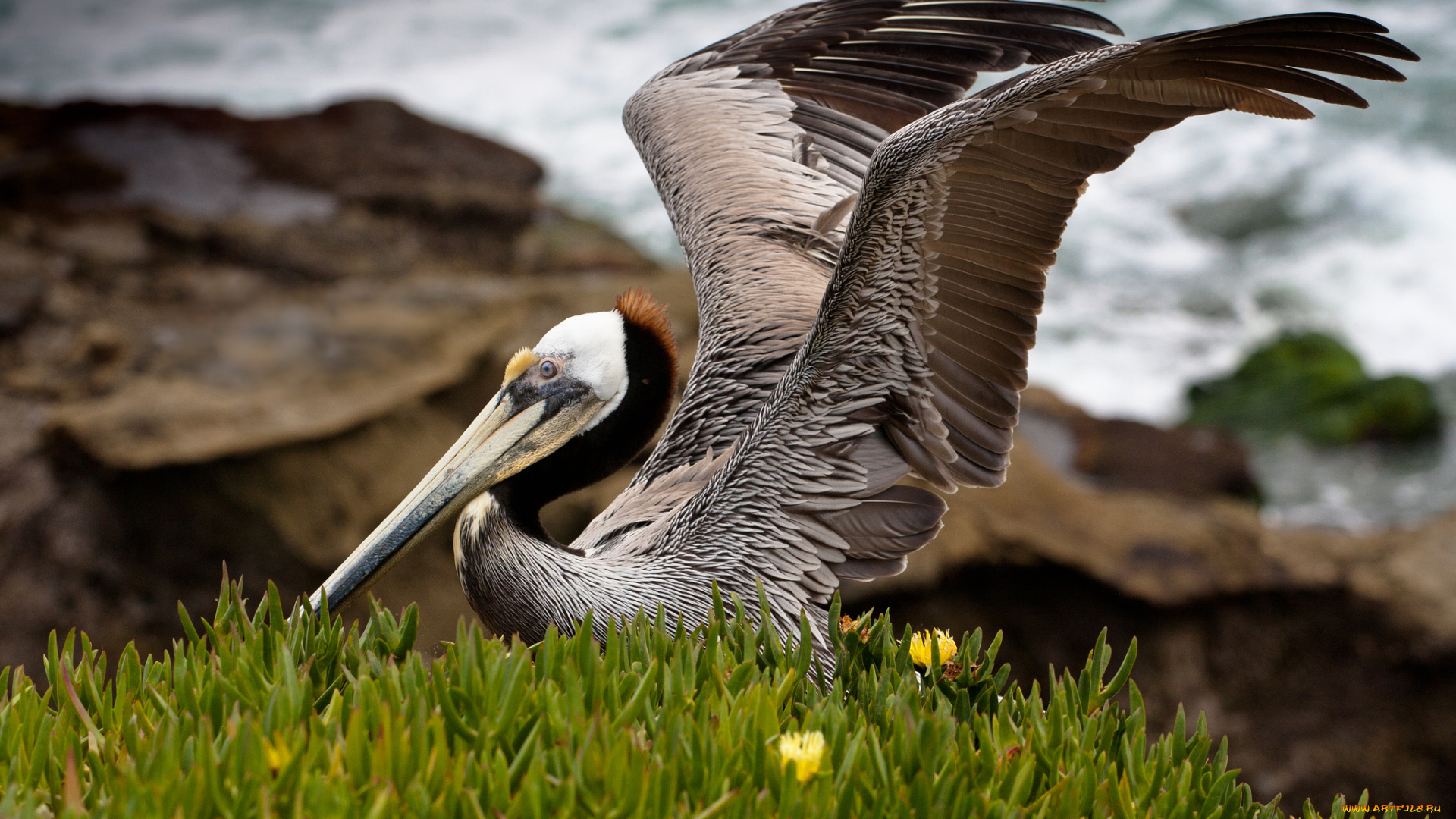животные, пеликаны, крылья, пеликан, берег