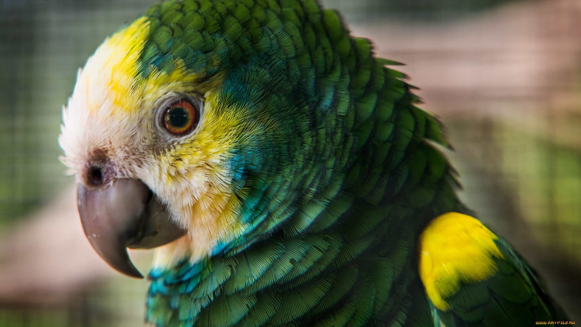 животные, попугаи, зеленый, птица, попугай