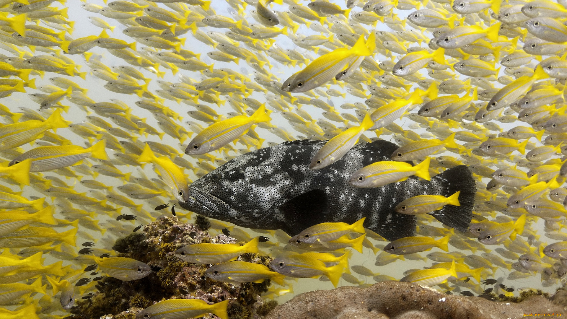 животные, рыбы, чужак, косяк