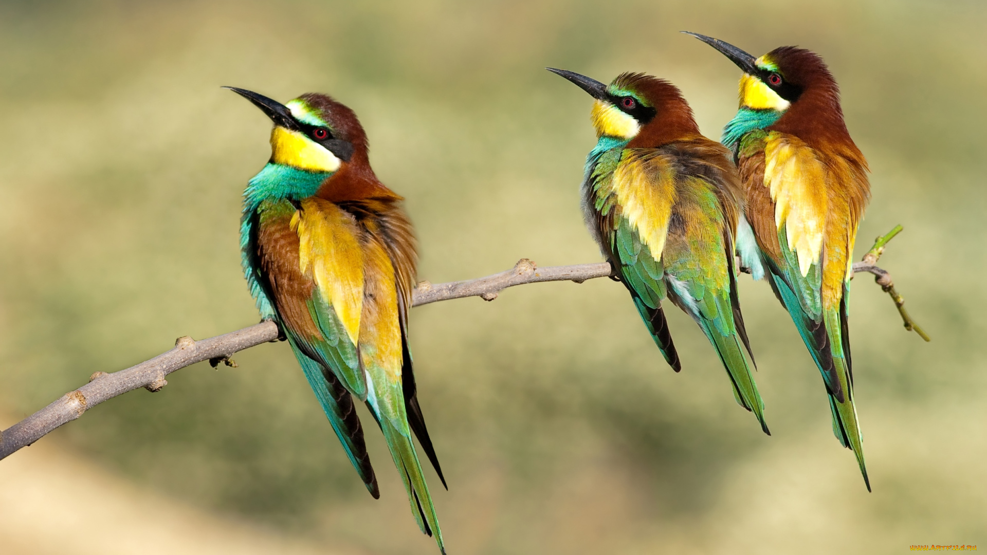 животные, щурки, , пчелоеды, троица