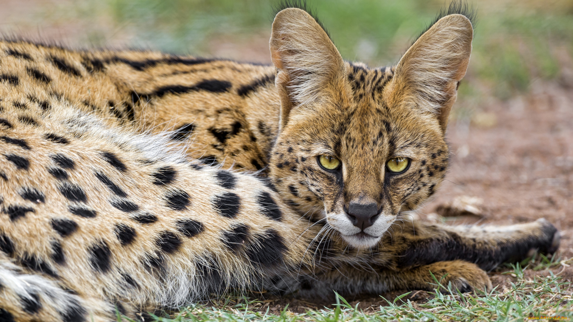 животные, сервалы, взгляд, кошка