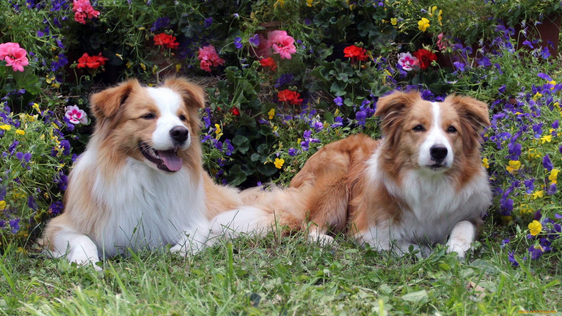 животные, собаки, парочка