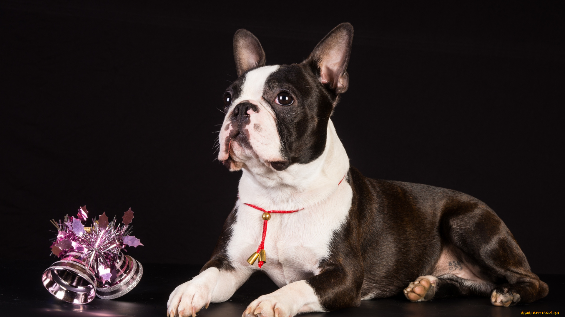 животные, собаки, щенок