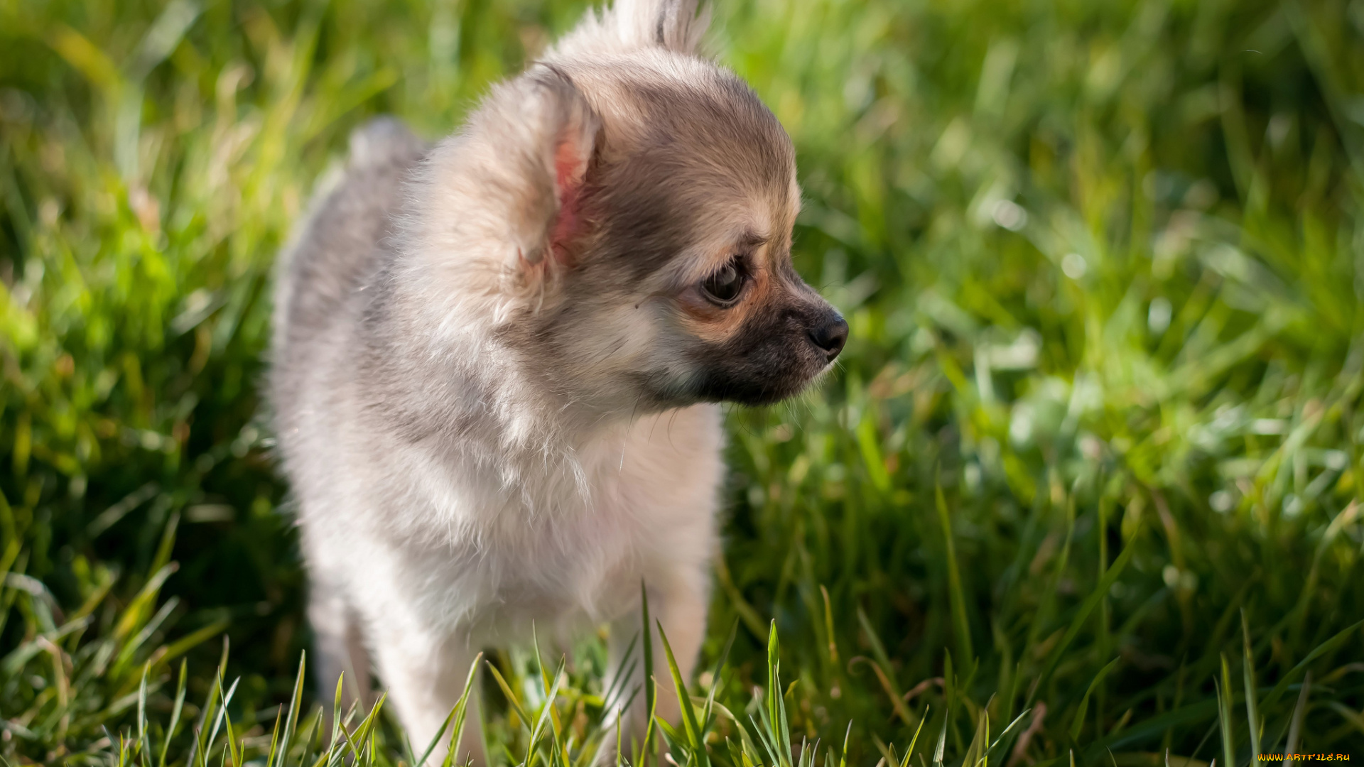 животные, собаки, собака, трава